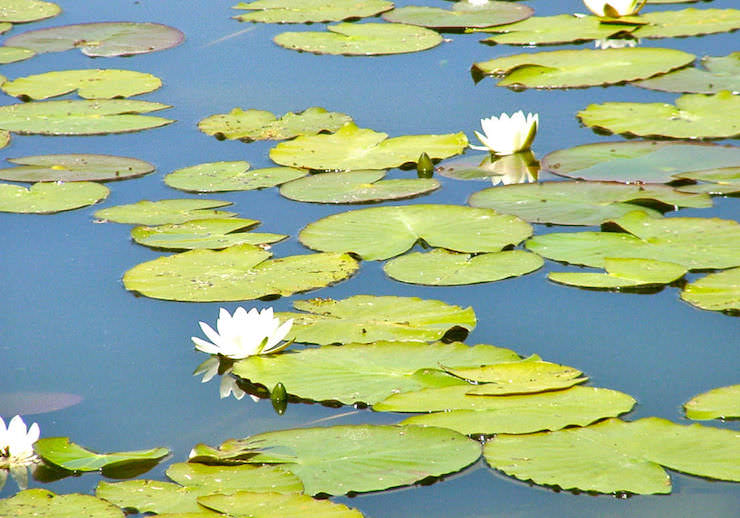 Seerose auf dem Settiner See