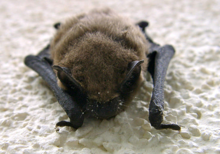 Fledermaus