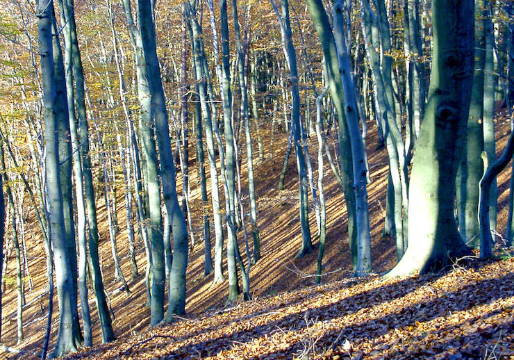 Buchenwald im Durchbruchstal der Warnow