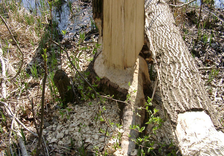 Biberspuren