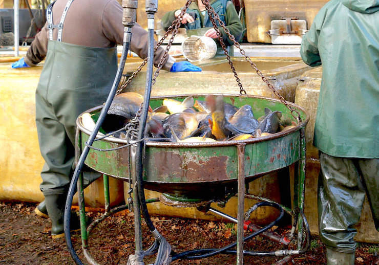Abfischen der Lewitzer Fischteiche