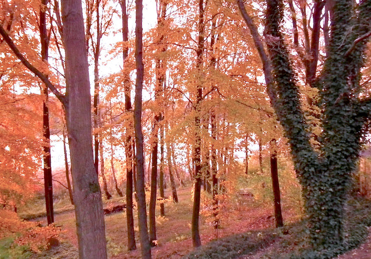 Blick durch den herbstlichen Wald