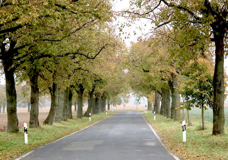 Allee nach Barsthorst